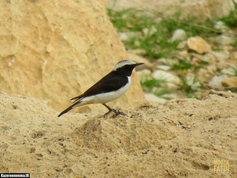 عکس: موسی فتحی