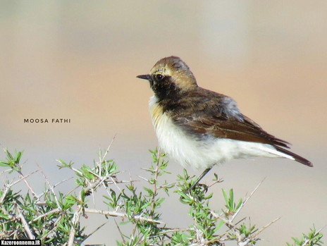 چک چک ابلق -
عکس: موسی فتحی