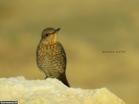 طرفه آبی - 
عکس: موسی فتحی