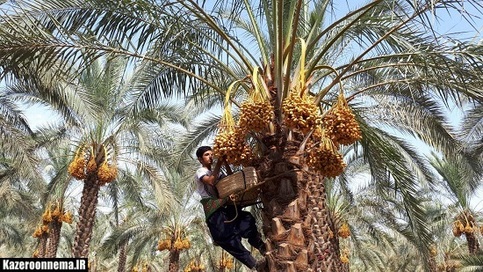 آغاز برداشت خرما و رطب  از سطح نخلستان های بخش خشت 