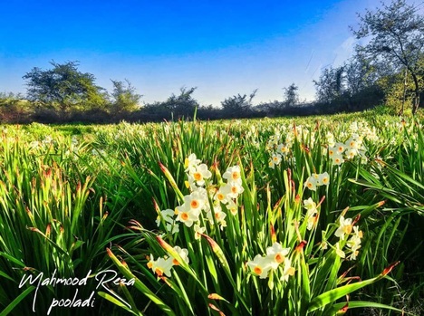 زیبایی چشم نواز نرگس زارهای کازرون.... طبیعت زیبای کازرون -جره