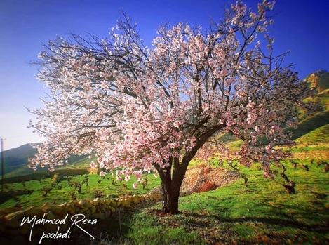 شب تان با آرامش ودلتان گرم و امیدتان به آفریدگار هستی باشد، این روزها نیز بگذرد و باز هم زیر درختان بادام خواهیم نشست و جشن آمدن بهار را تماشا خواهیم کرد