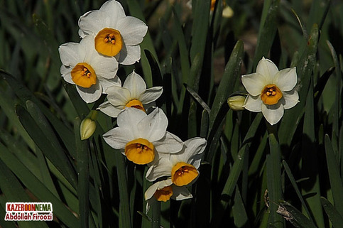 کمک به اجرای دومین ارکستر 