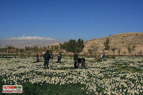 کمک به اجرای دومین ارکستر 