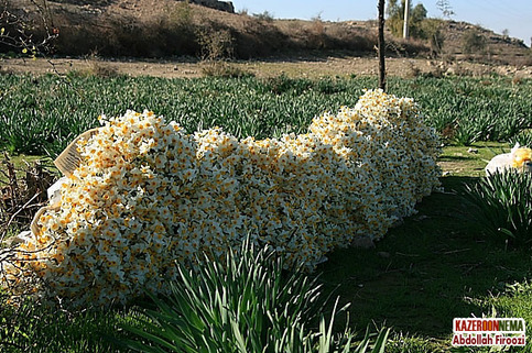 کمک به اجرای دومین ارکستر 