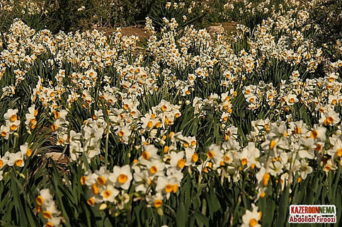 کمک به اجرای دومین ارکستر 